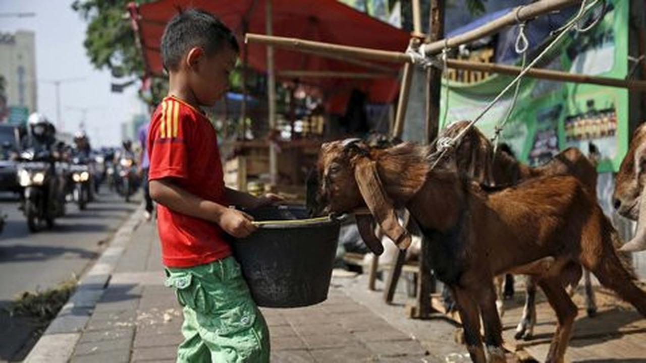 Tim kesehatan hewan DKI temukan 27 hewan kurban berpenyakit