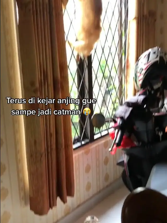 Kucing dan Anjing