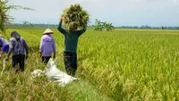Produksi Beras RI Diprediksi Cuma Naik 0,01% Hingga September 2026