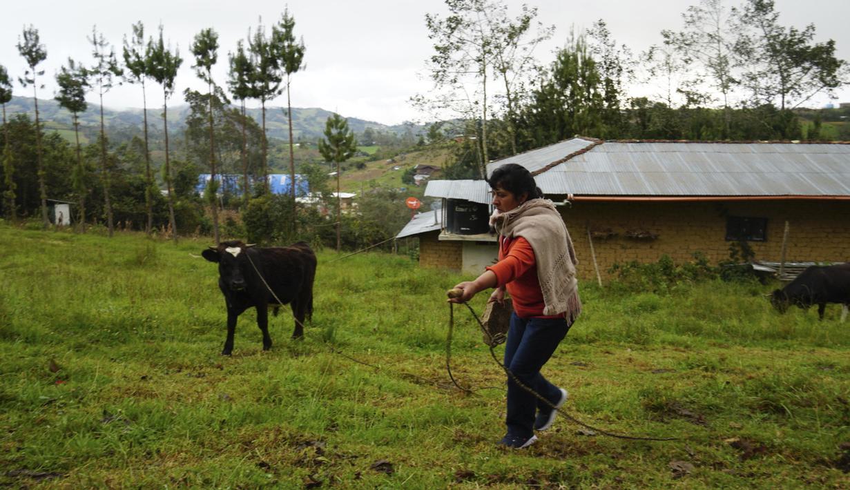Calon ibu negara Peru, Lilia Paredes (48) menuntun seekor anak sapi di tanah miliknya di pedesaan Chugur, pada 22 Juli 2021. Suaminya, Pedro Castillo yang merupakan mantan guru dan pemimpin serikat pekerja memenangkan pemilihan presiden Peru. (AP/Franklin Briceno)