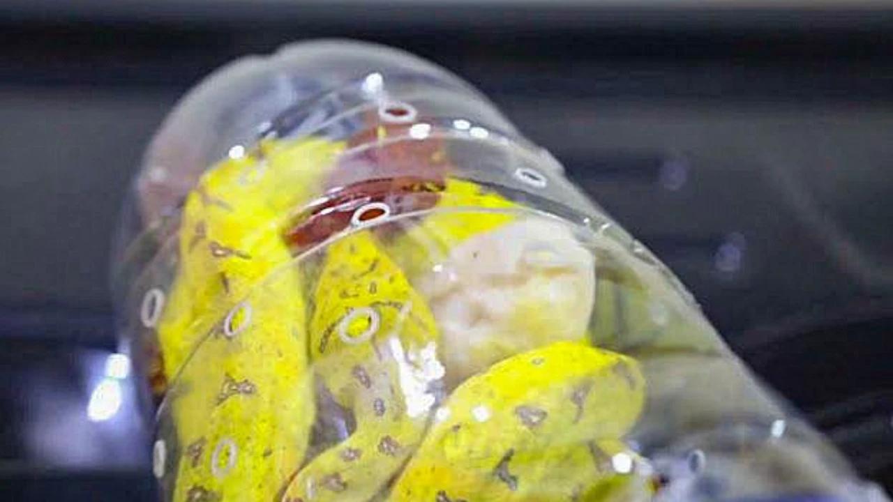 FOTO: Penyelundupan 133 Reptil dari Papua Digagalkan di Pelabuhan  Tanjung Priok Jakarta
