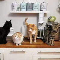 Ilustrasi Kucing/https://unsplash.com/Dietmasr Ludmann