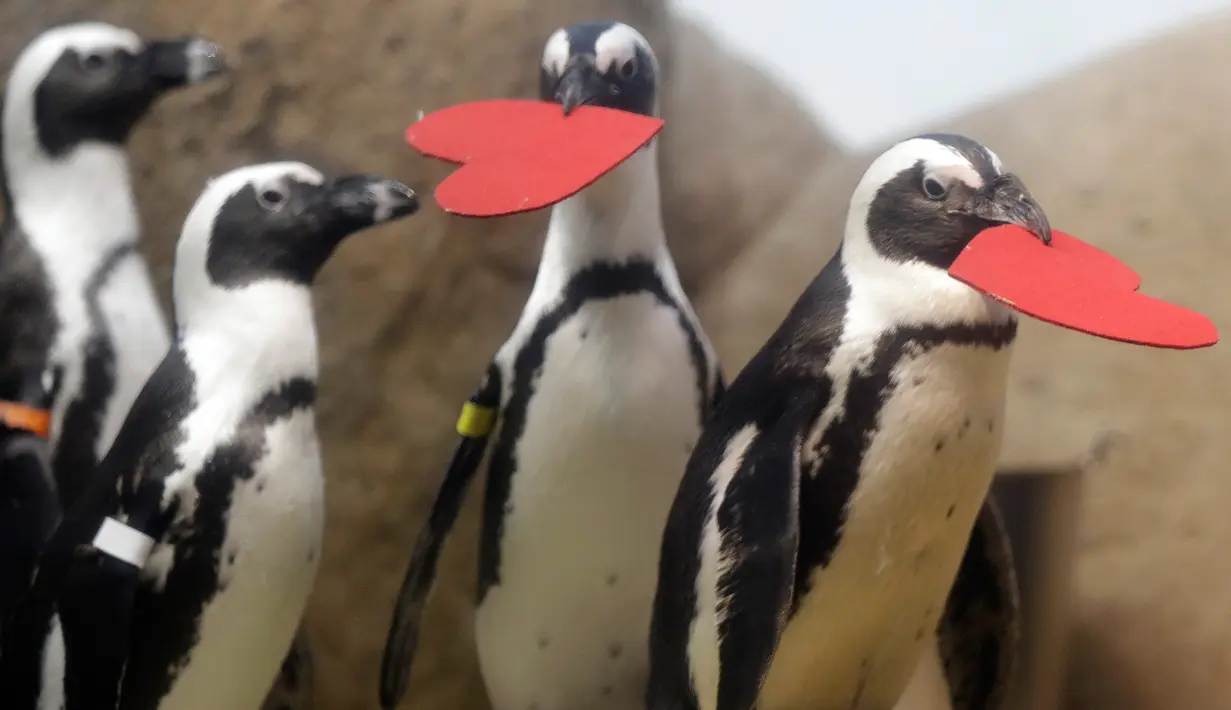 Kawanan penguin mendapat sarang berbentuk hati dari para ahli biologi di Akademi Ilmu Pengetahuan California yang terletak di San Francisco, Selasa (13/2). Kado itu sebagai bentuk perayaan hari Valentine atau kasih sayang. (AP Photo/Marcio Jose Sanchez)