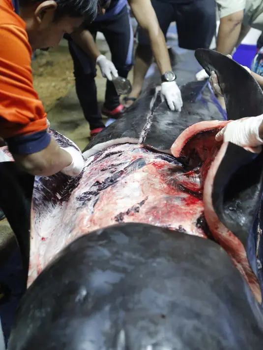Foto yang diambil 1 Juni 2018 memperlihatkan tim dokter mengeluarkan kantong plastik seberat 8 kilogram dari perut paus pilotdi Provinsi Songkla, Thailand. Paus itu ditemukan sekarat di kanal dekat perbatasan Thailand dengan Malaysia. (AFP/ThaiWales)