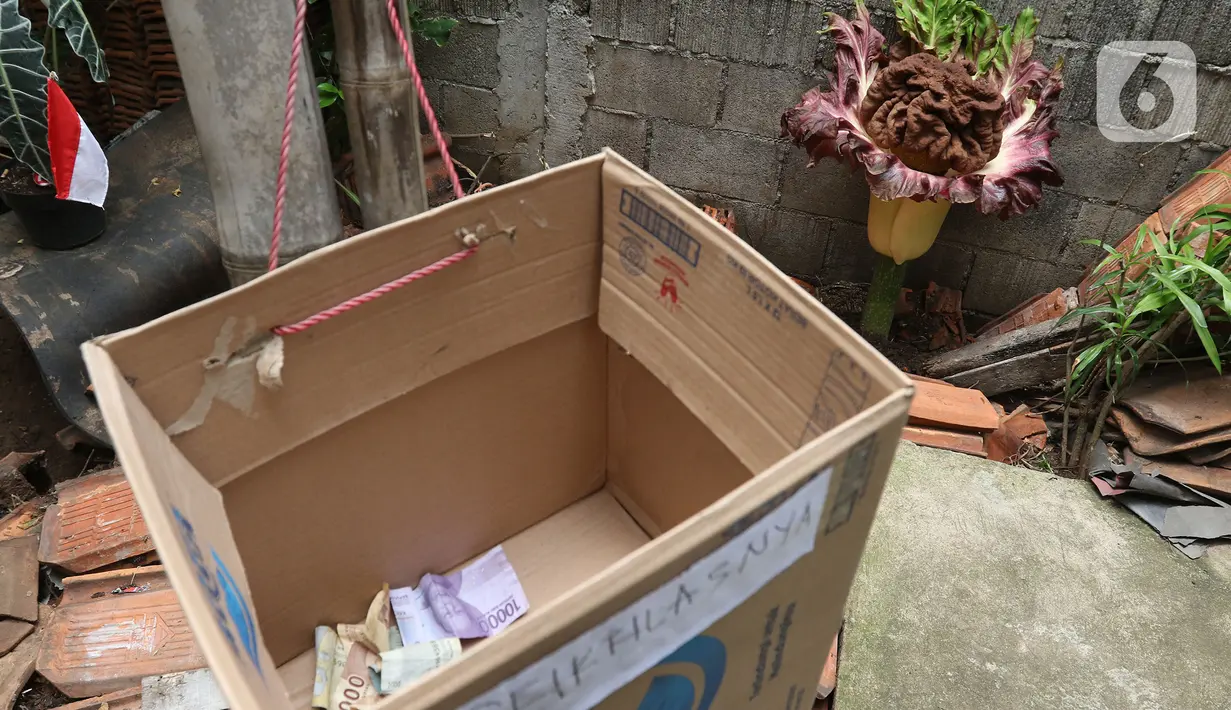 Kotak sumbangan disediakan dekat tanaman yang diduga jenis bunga bangkai tumbuh di kawasan Cipete, Jakarta, Rabu (13/10/2021). Bunga yang tumbuh di pekarangan rumah warga itu mengeluarkan bau menyengat dan menjadi pusat perhatian warga sekitar. (Liputan6.com/Hermann Zakharia)