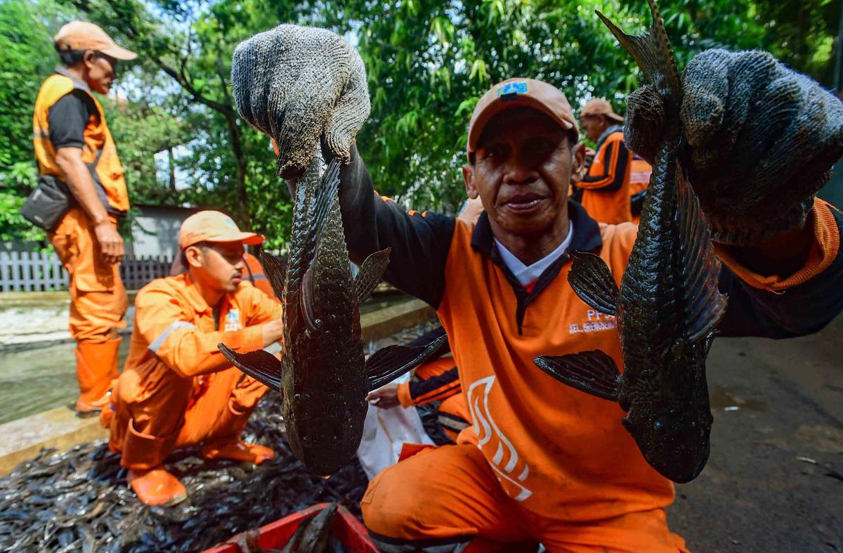 FOTO: Operasi  Penangkapan  Ikan Sapu Sapu di Setu Babakan Capai Lebih dari Tiga Ton
