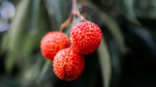 Menjaga Kesehatan Pencernaan dan Berat Badan Ideal