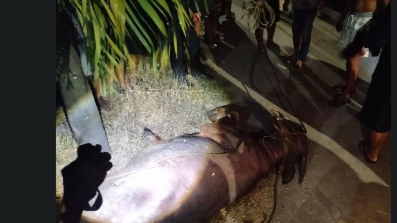 Polisi Terpaksa Tembak Mati Kerbau Ngamuk Saat Idul Adha