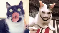 6 Potret Kucing Pakai Filter HP Ini Kocak Banget, Ada-Ada Saja (Twitter/kochengfess)