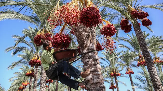 Menengok Petani Palestina Panen Buah Kurma