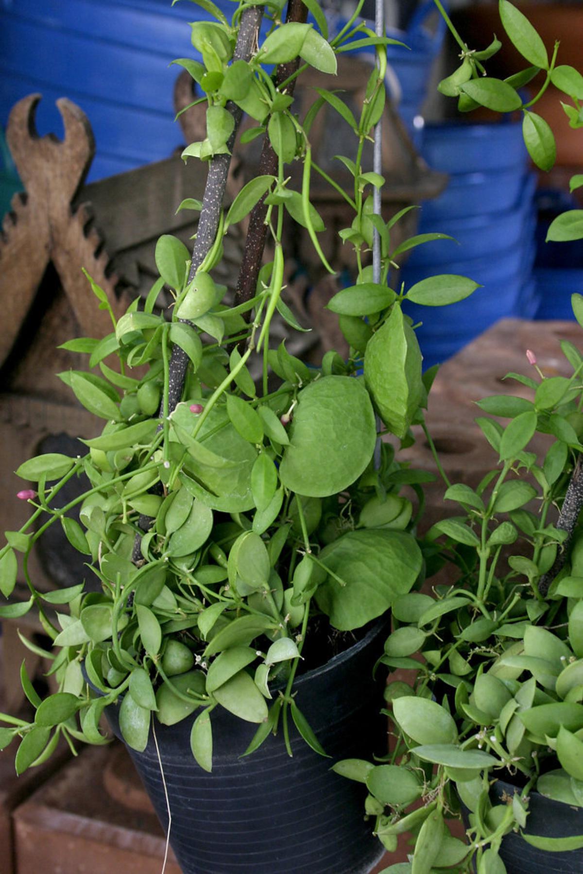 Tanaman Hias Dischidia dengan Daun Berbentuk Kantong Kecil