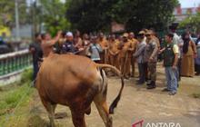 Pemkot Sorong Salurkan 30 Sapi Kurban untuk Idul Adha 1447 H, Pastikan Aman Dikonsumsi
