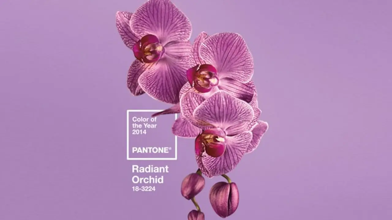 radiant-orchid-131226b.jpg