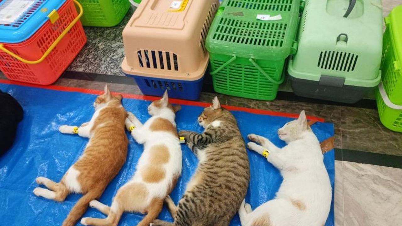 KPKP Jakarta Timur Targetkan Sterilisasi Kucing 2.200 Ekor di 2026