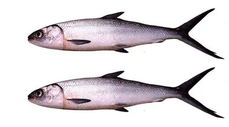 520 Ikan Air Laut Yang Dapat Dikonsumsi Diantaranya Adalah Ikan HD Terbaru