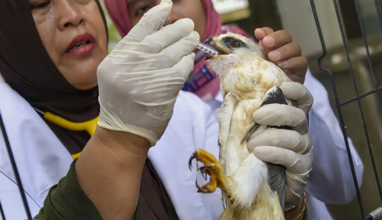 Dokter hewan memberi makan burung elang tikus hasil sitaan di Balai Konservasi Sumber Daya Alam (BKSDA) Aceh di Banda Aceh, Kamis (26/9/2019). BKSDA Aceh menyita burung elang tikus, rangkong badak dan macan akar yang merupakan satwa langka dilindungi peliharaan warga. (CHAIDEER MAHYUDDIN/AFP)