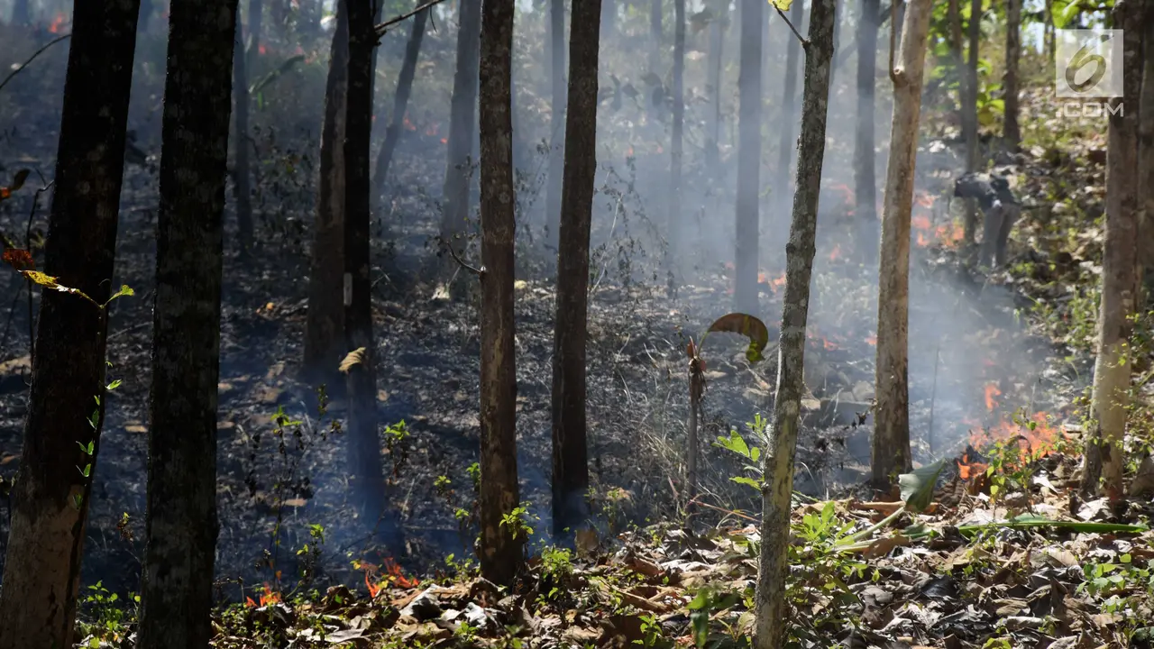 Diduga Akibat Puntung Rokok, Kebakaran Hanguskan Hutan Jati di Boyolali