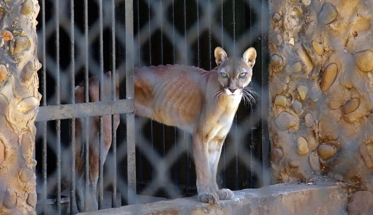 Seekor puma yang kurus berada di kandangnya di sebuah kebun binatang di Maracaibo, Venezuela, (14/2). Krisis ekonomi parah yang dialami Venezuela ternyata juga berdampak bagi kehidupan satwa-satwa di sana. (AFP Photo/Miguel Romero)
