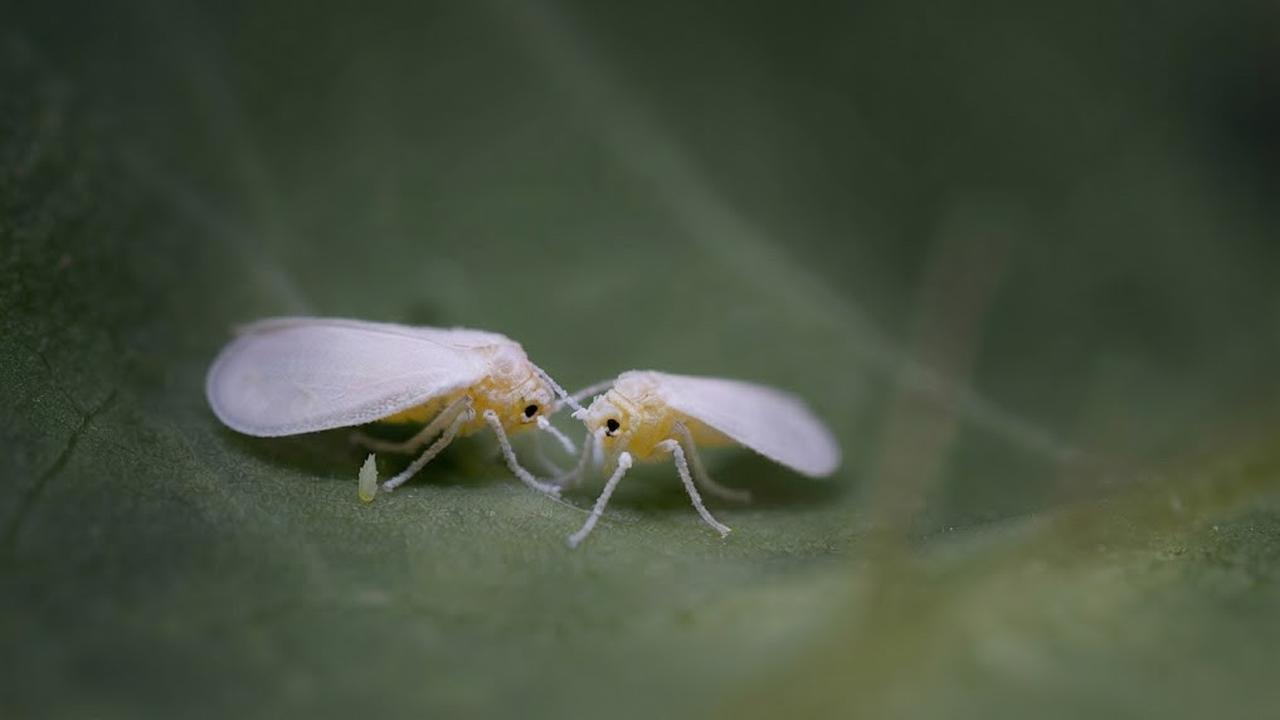 Kutu Kebul