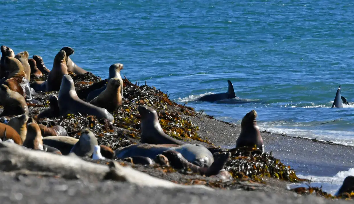 Paus pembunuh atau orca berenang dekat bibir pantai Punta Norte saat berburu singa laut di Argentina, Selasa (17/4). Setiap tahunnya pada bulan Maret dan April, paus orcas berburu singa laut muda yang sedang belajar berenang. (AP/Daniel Feldman)