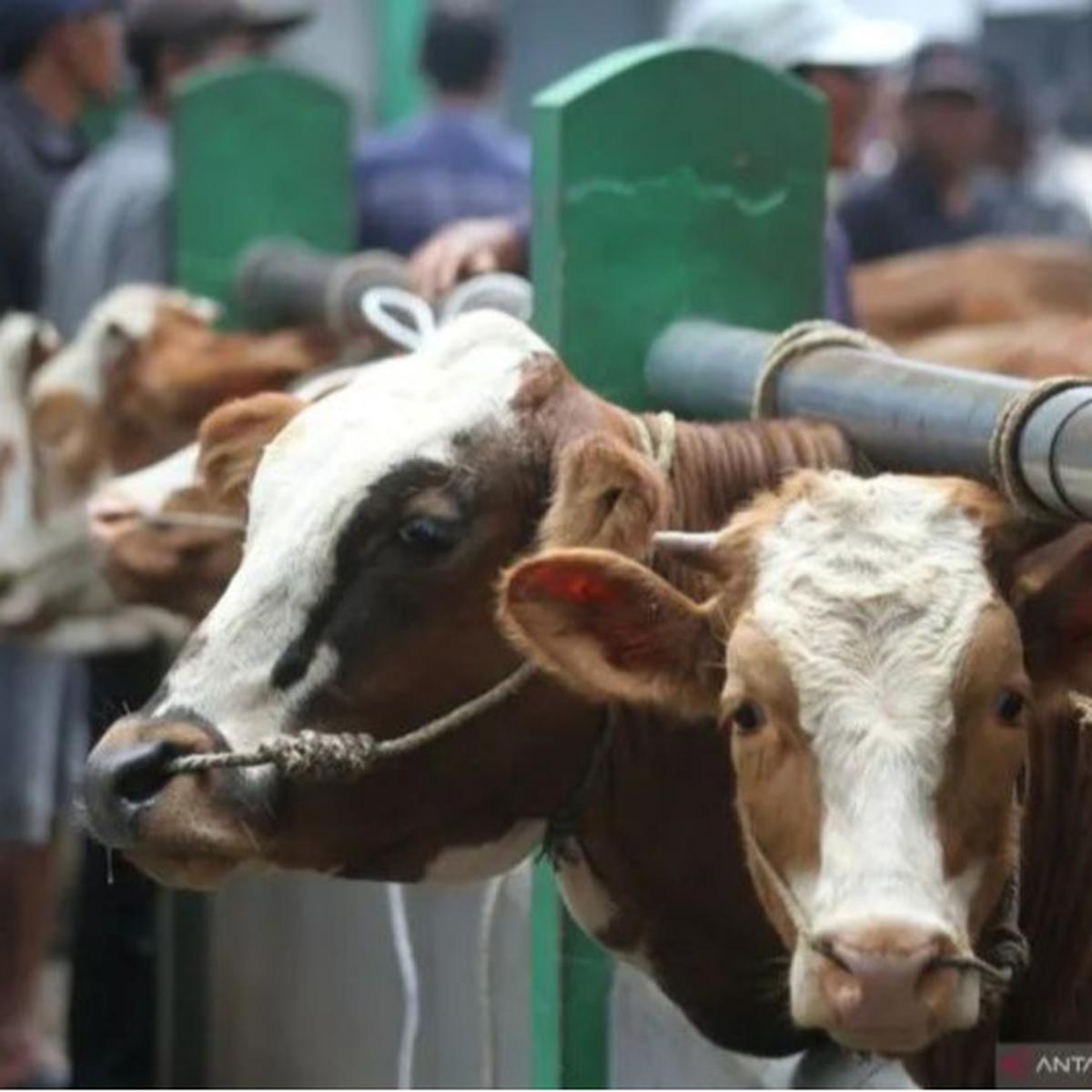 DPKP DIY Jamin Ketersediaan Hewan Kurban Idul Adha 2025, meski 40 Persen dari Luar Daerah