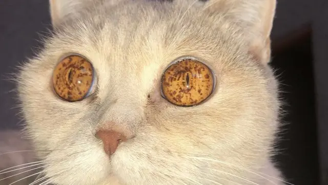 6 Potret Kucing Bermata Indah Ini Bikin Takjub, Makin Menggemaskan