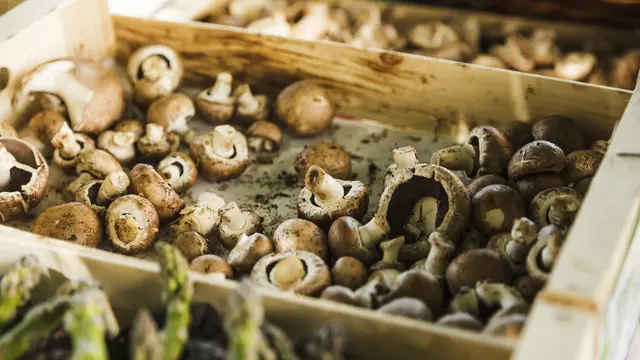 Budidaya Jamur Shiitake untuk Pemula, Panduan Lengkap dari Inokulasi hingga Panen