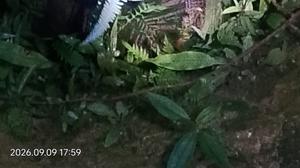 Anak Harimau Masuk Sumur Warga di Musi Rawas Utara