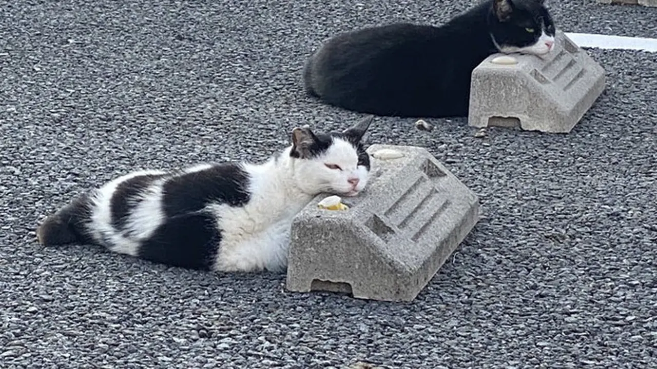 8 Potret Gemas Kucing Bersantai di Bumper Parkiran