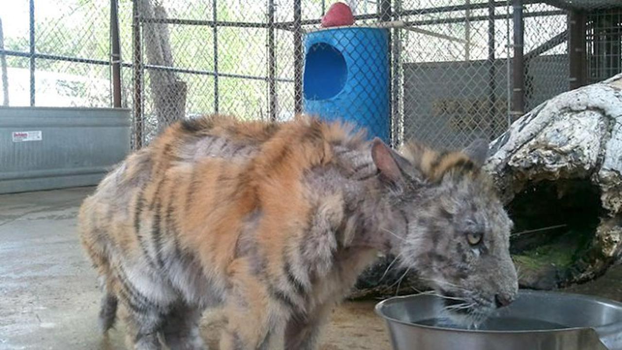 Penyelamantan Aasha, Harimau Sirkus yang Kurus Kering