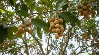 7 Cara Merangsang Pohon Duku agar Cepat Berbuah di Pekarangan