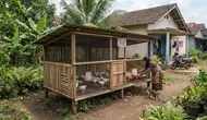 7 Model Kandang Ayam Broiler Sederhana untuk Usaha Rumahan, Tidak Permanen tapi Multifungsi