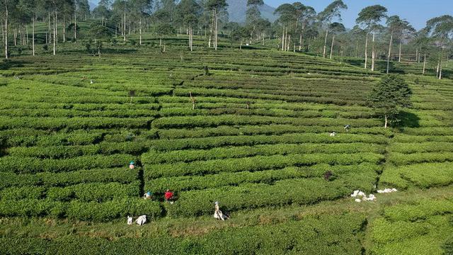 Sambut Matahari Terbit Di Balik Hijaunya Pepohonan Teh Pagilaran