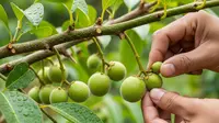 7 Tips Bakal Buah Duku Tidak Rontok Sebelum Matang, Panen Lebat dan Manis