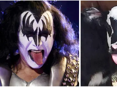 Foto 28 Juli 2017 yang diberikan oleh Heather Taccetta menunjukkan seekor anak sapi yang baru lahir bernama Genie, dengan tanda wajah menyerupai personil grup rock KISS, Gene Simmons. (Heather Taccetta via AP, kanan), (AP Photo/Natacha Pisarenko, kiri)