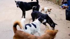 Serangan Anjing Tewaskan Pengelola Tempat Penitipan di Hong Kong