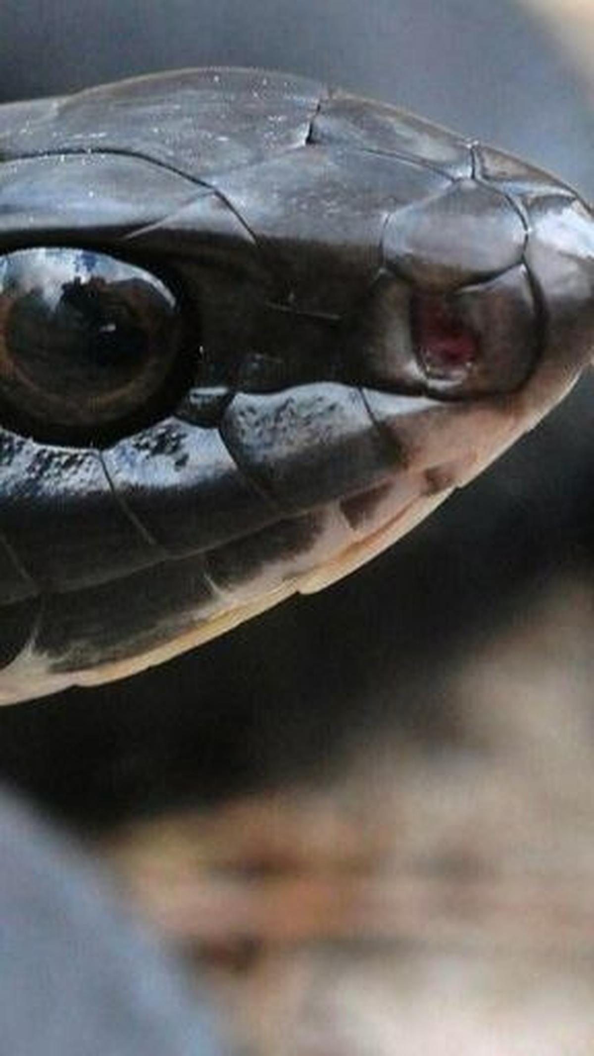 3. Southern Black Racer