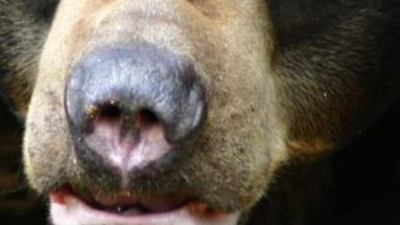 6. Konservasi Beruang Madu<br>