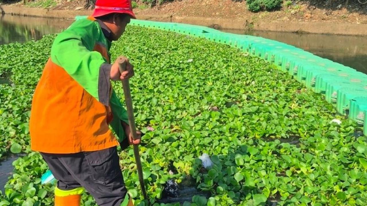 Penanganan Eceng Gondok Waduk Pluit Segera Rampung, Jakarta Utara Kembali Bersih