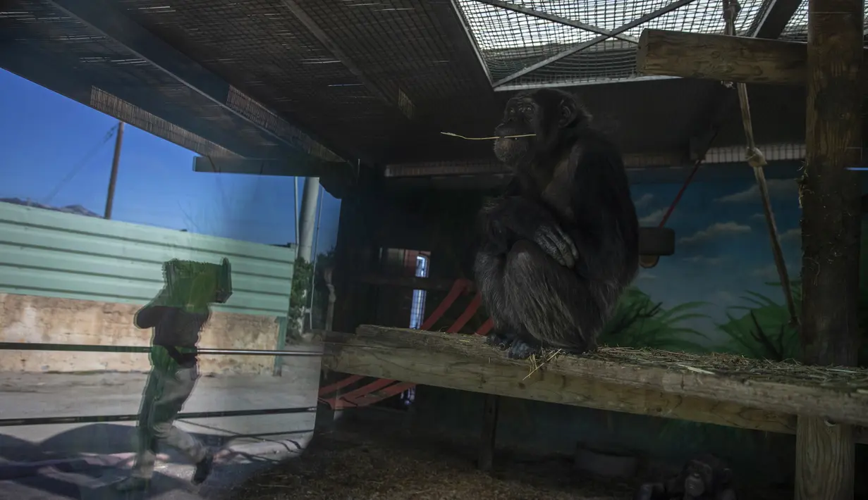 Simpanse terlihat saat petugas membawa makanan melewati kandangnya di Attica Zoological Park, di Spata, dekat Athena, pada 21 Januari 2021. Setelah hampir tiga bulan tutup karena COVID-19, satu-satunya kebun binatang Yunani terancam tutup akibat tidak ada pemasukan. (AP Photo/Petros Giannakouris)