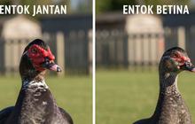 7 Ciri-Ciri Entok Jantan dan Betina, Kenali dari Fisik hingga Suaranya