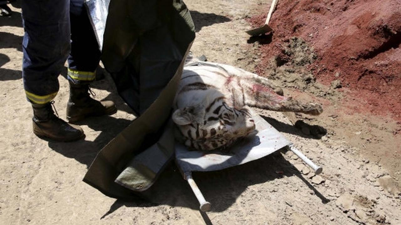 Aksi polisi Georgia buru harimau yang lepas dari kandang saat banjir