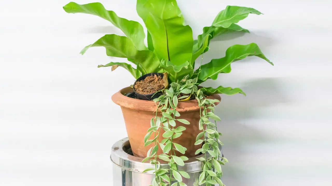 Ilustrasi rattlesnake plant