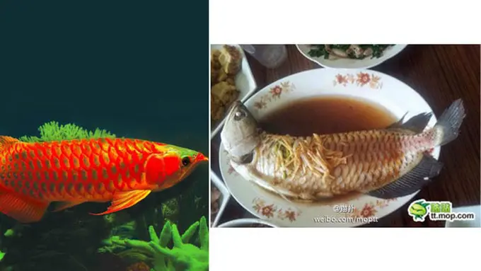 Foto: copyright en.rocketnews24.com