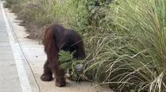 Miris Orangutan Mengais Makanan di Pinggir Jalan, Diduga Kelaparan