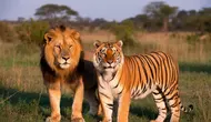Perbedaan Singa dan Harimau: Ciri Fisik, Habitat, Perilaku, hingga Status Konservasi