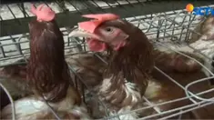 Akibat Gunung Agung Meletus, peternak ayam menjual 9.000 ayam petelurnya dengan harga yang sangat murah.
