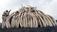 Sejumlah gading gajah hasil sitaan diletakkan untuk dibakar di Nairobi National Park, Kenya, (20/4). Sebanyak 105 ton gading gajah berhasil diamankan petugas Kenya Wildlife Service (KWS). (REUTERS / Thomas Mukoya) 