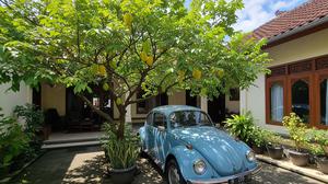 7 Tanaman Buah dengan Tajuk Cantik untuk Halaman Rumah, Estetik dan Produktif