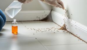 Menghilangkan Sarang Semut di Lantai dan Sudut Rumah